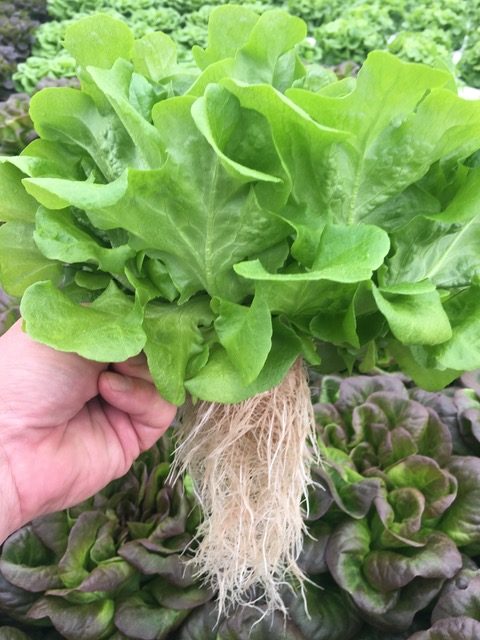 Salads - Aeroponics - Clean Greens